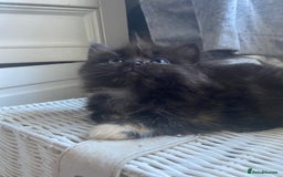 Ragdoll cats for sale: stunning ragdoll kittens - Image 8