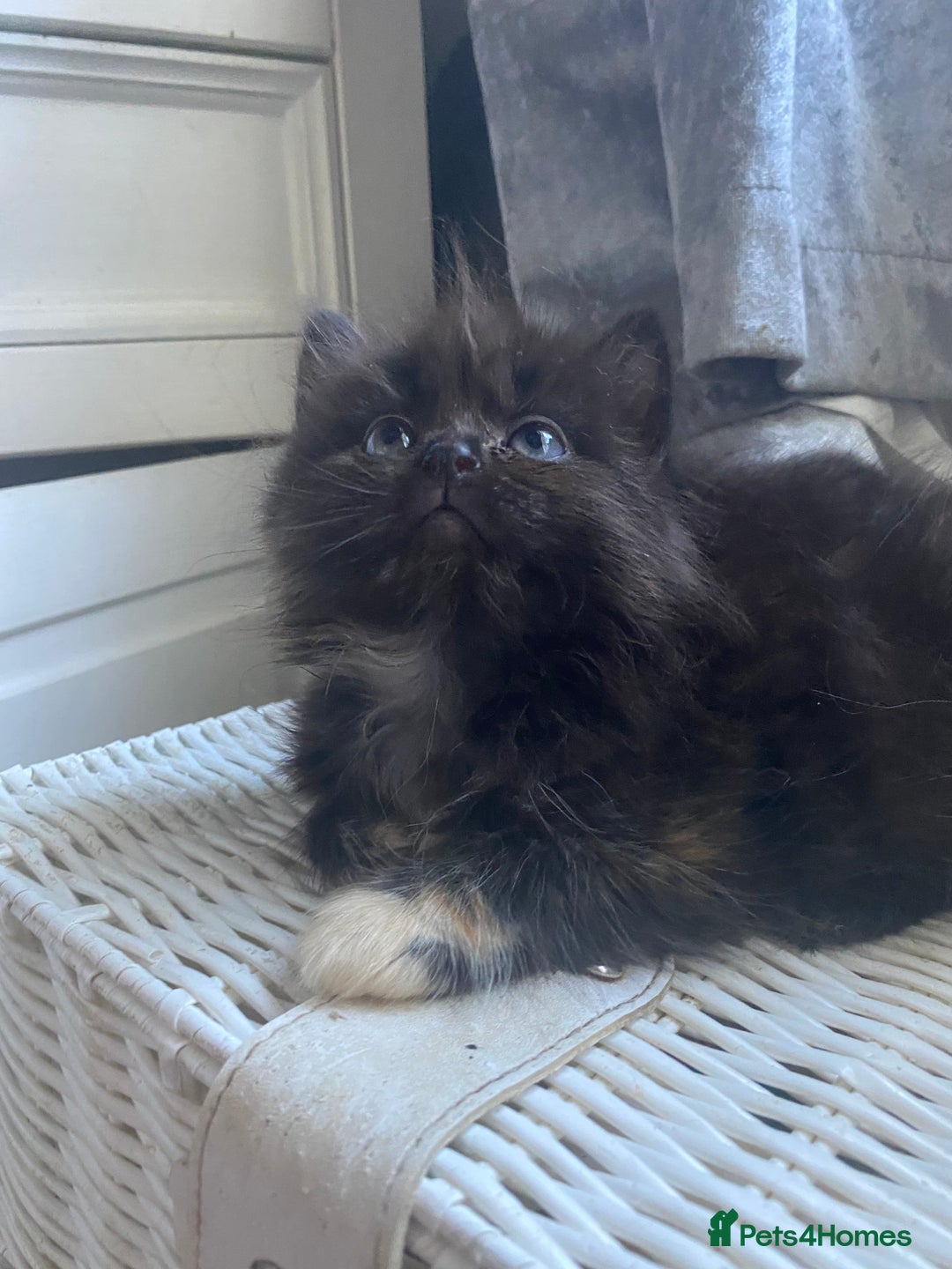 Ragdoll cats for sale: stunning ragdoll kittens - Image 8