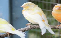 Finches birds for sale: Mixture of finches and canary’s  - Image 2