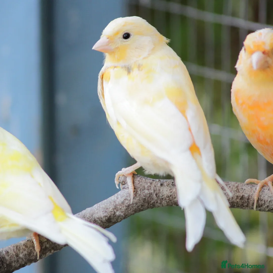 Finches birds for sale: Mixture of finches and canary’s  - Image 2