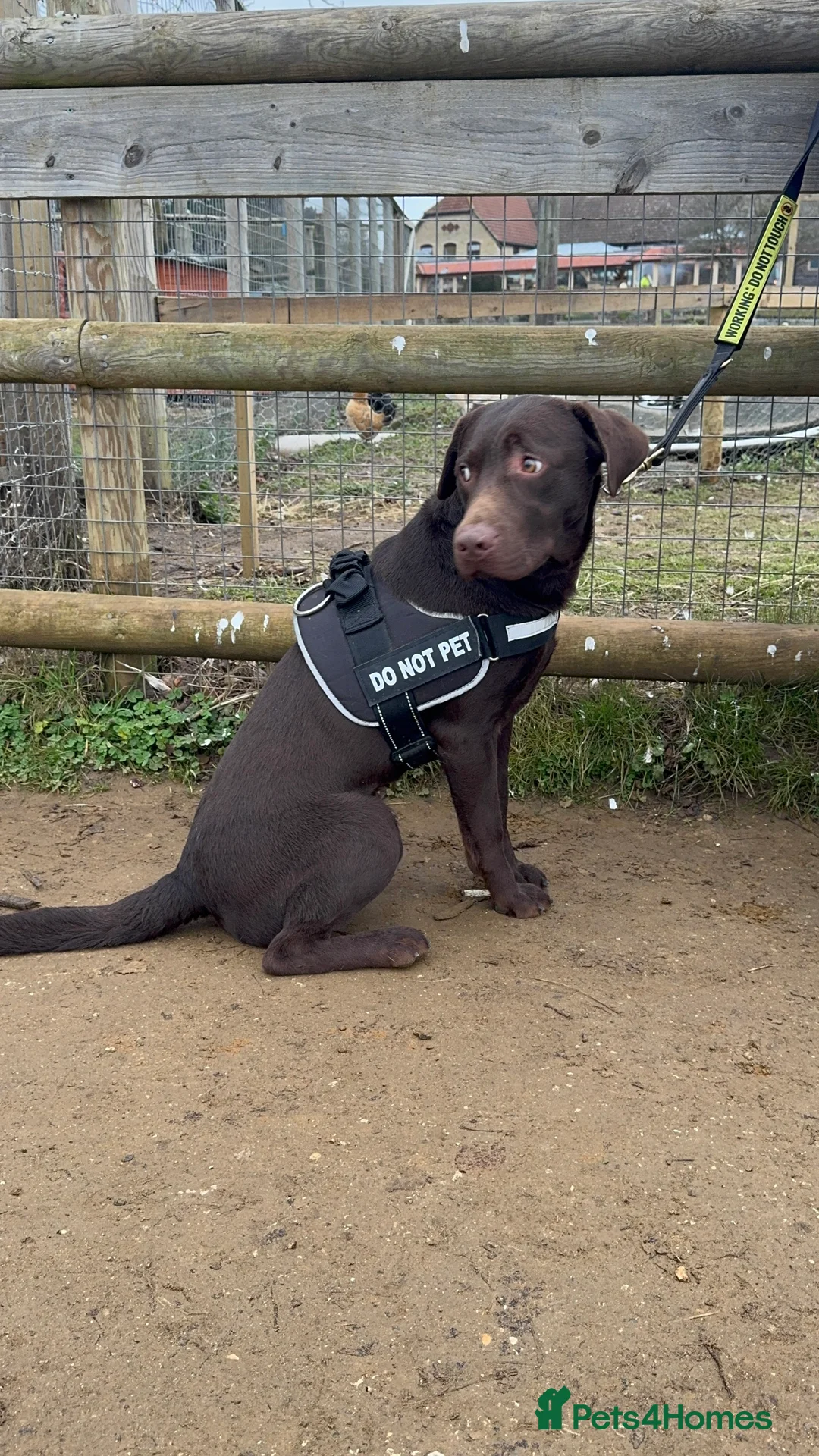 Labrador Retriever dogs for sale: Chocolate Labrador Looking for a New Home  - Advert 2