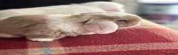 Mini Lop rabbits for sale: Gorgeous mini lop & lion lop babies (vaccinated)  in Llandysul - Advert 11