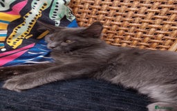 Maine Coon cats for sale: Maine coon purebred pedigre xl in Barnsley - Image 35