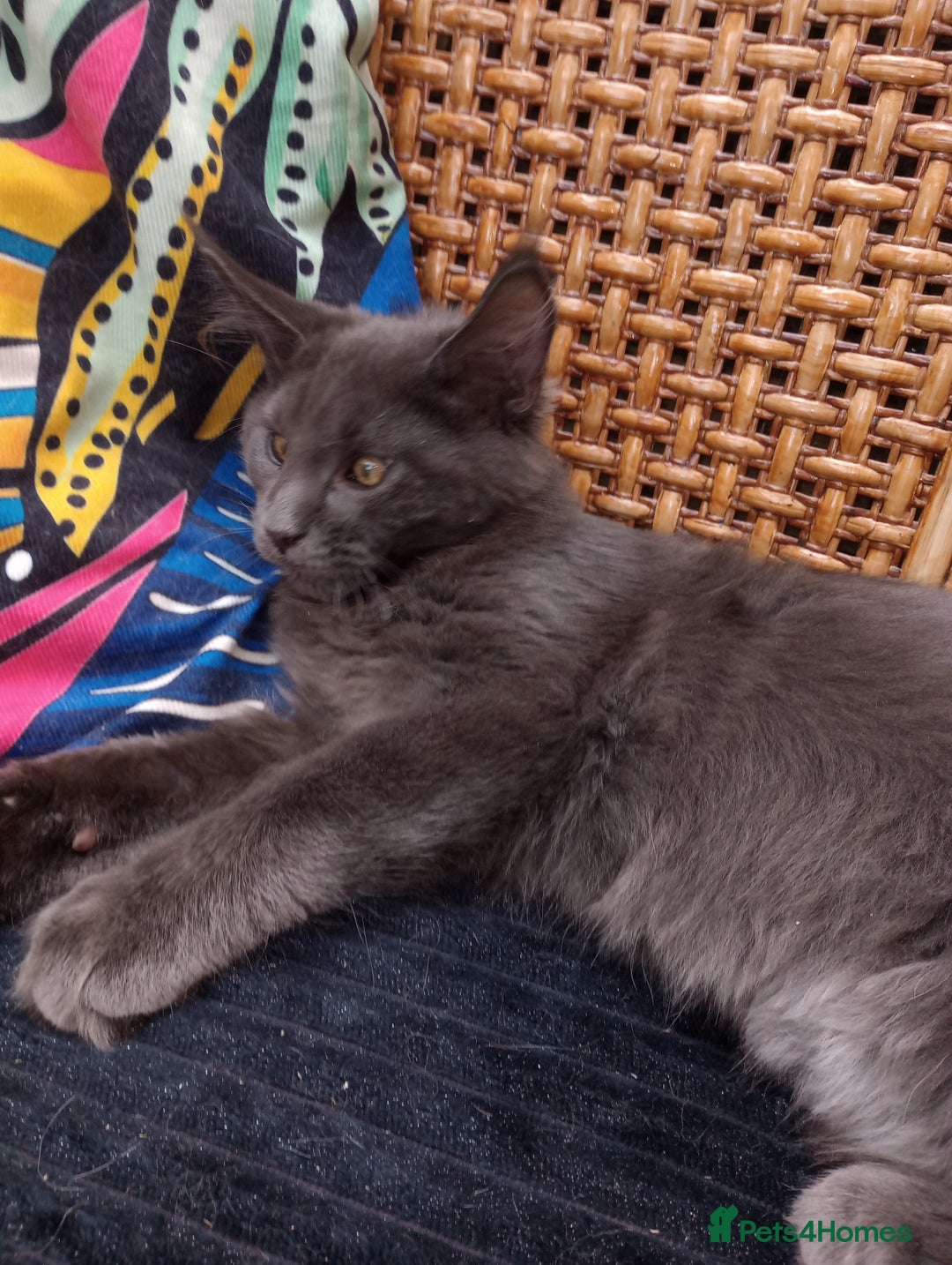 Maine Coon cats for sale: Maine coon purebred pedigre xl in Barnsley - Image 35
