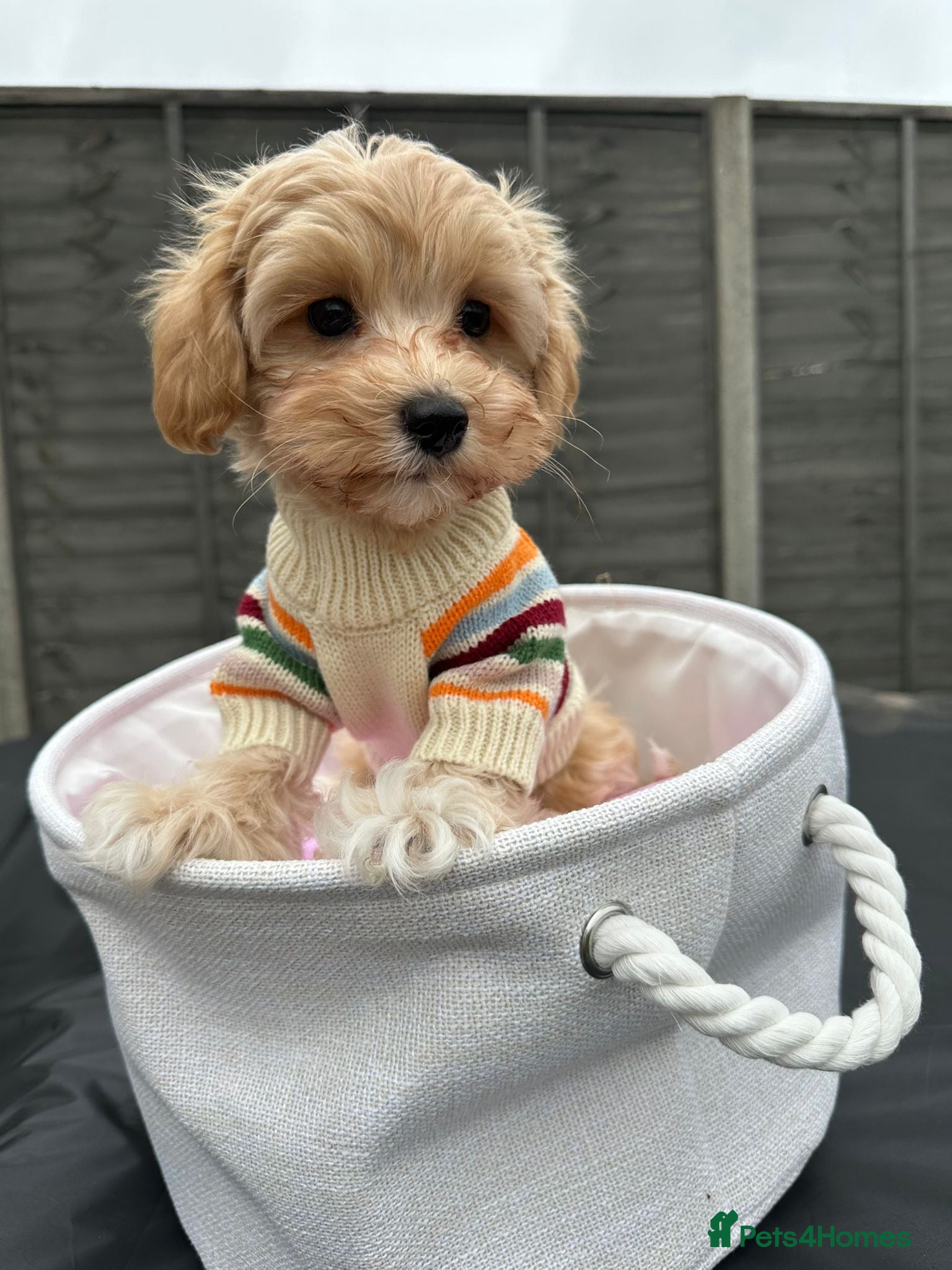 Maltipoo dogs Adorable maltipoo puppie🐶❤️ - Advert 15