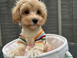 Maltipoo dogs Adorable maltipoo puppie🐶❤️ - Advert 5