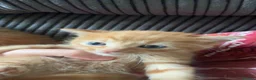 Mixed Breed cats for sale: ginger tabbie females  in Houghton le Spring - Advert 5