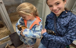 Tan rabbits for sale: Beautiful baby GUINEA PIGS - Image 17