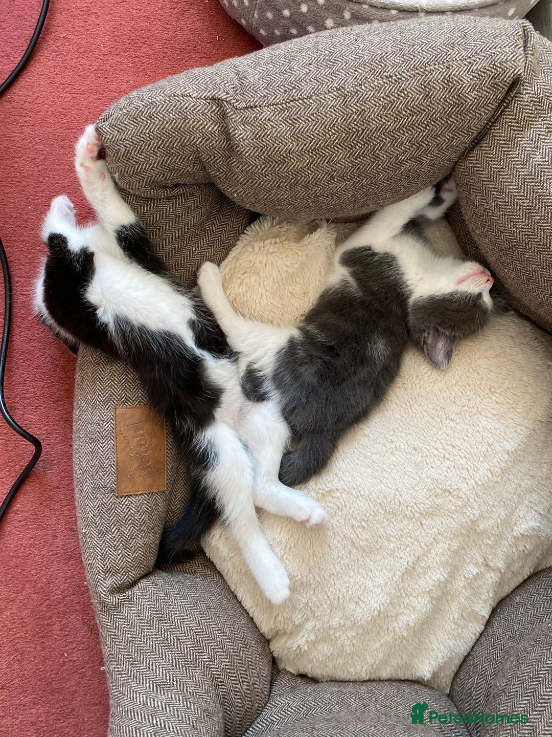 Mixed Breed cats for sale: beautiful kittens - Image 17