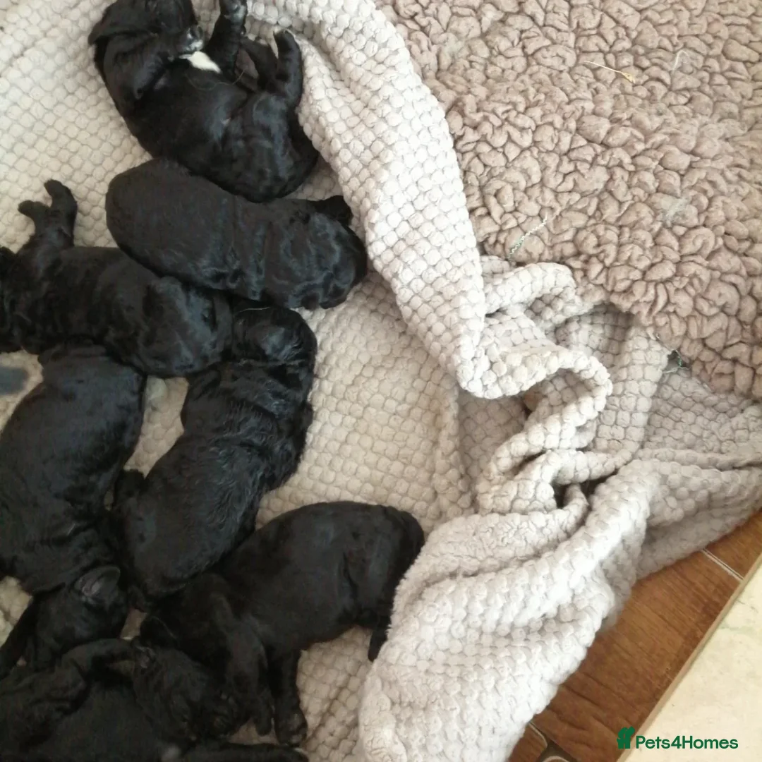 Poodle dogs for stud: K.C Reg Standard Poodle for Stud  in Chesterfield - Advert 7