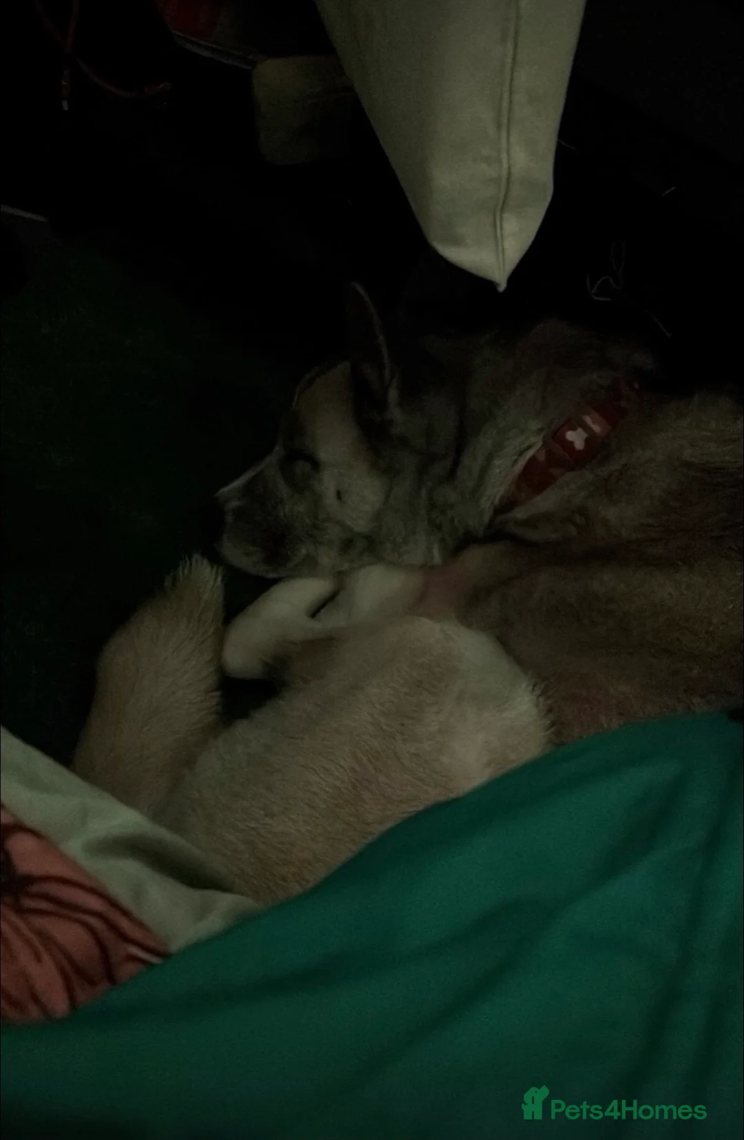 Huskita dogs for sale: Female Huskita  - Advert 2