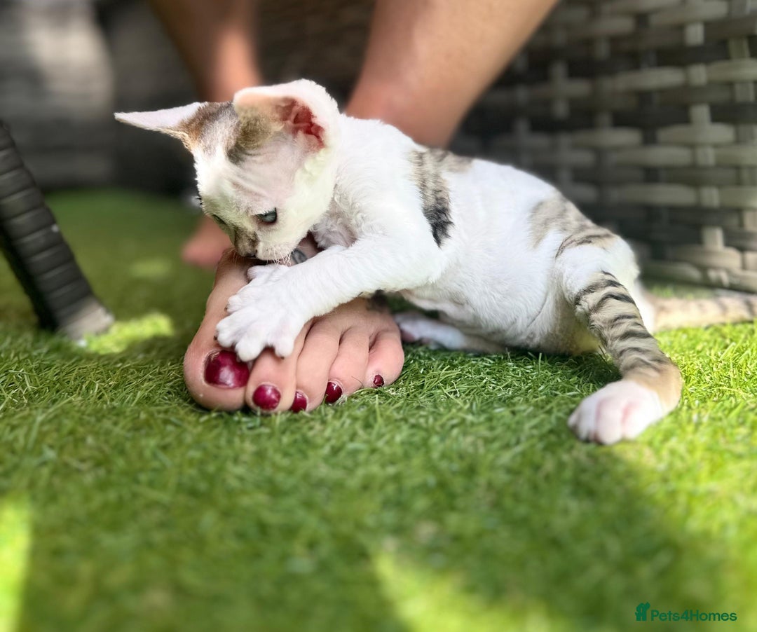 Devon Rex cats for sale: Two cuddlebugs- literally sticker cats available❤️ - Image 13