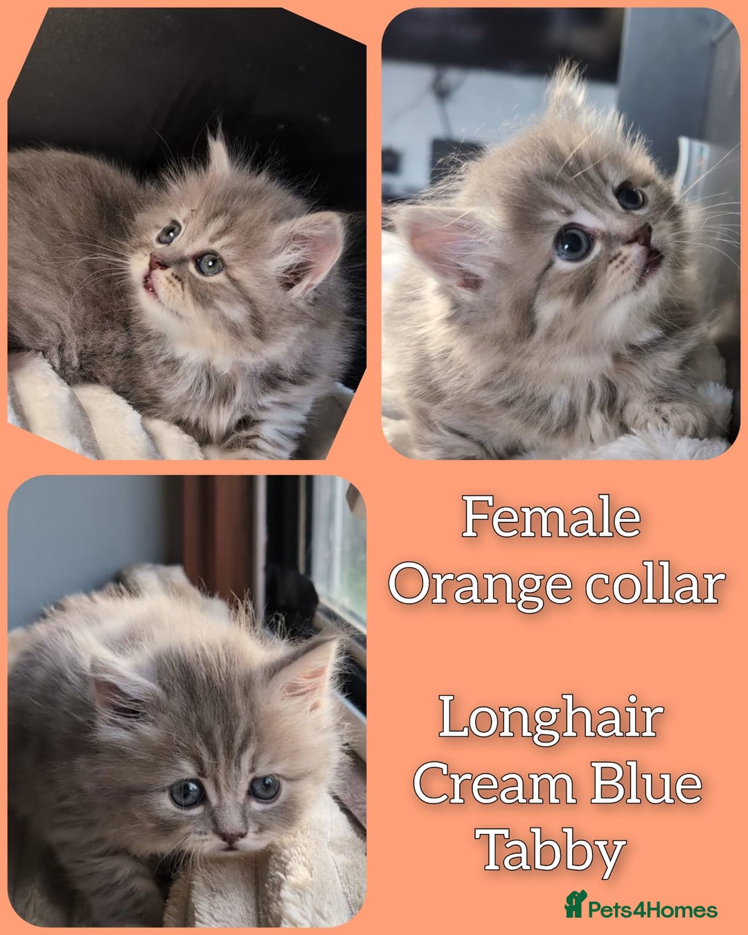 British Shorthair cats for sale: 💖💖💖BSH & BLH💫 GCCF & TICA red - Advert 16