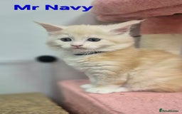 Maine Coon cats for sale: GCCF Pedigree Rare Red Shaded Silver Maine Coons - Advert 6