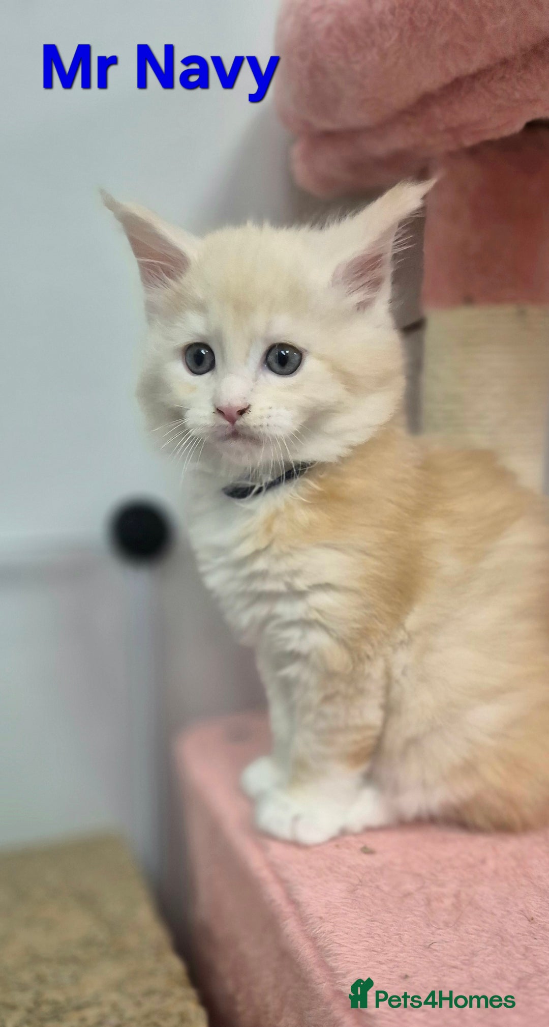 Maine Coon cats for sale: GCCF Pedigree Rare Red Shaded Silver Maine Coons - Advert 6