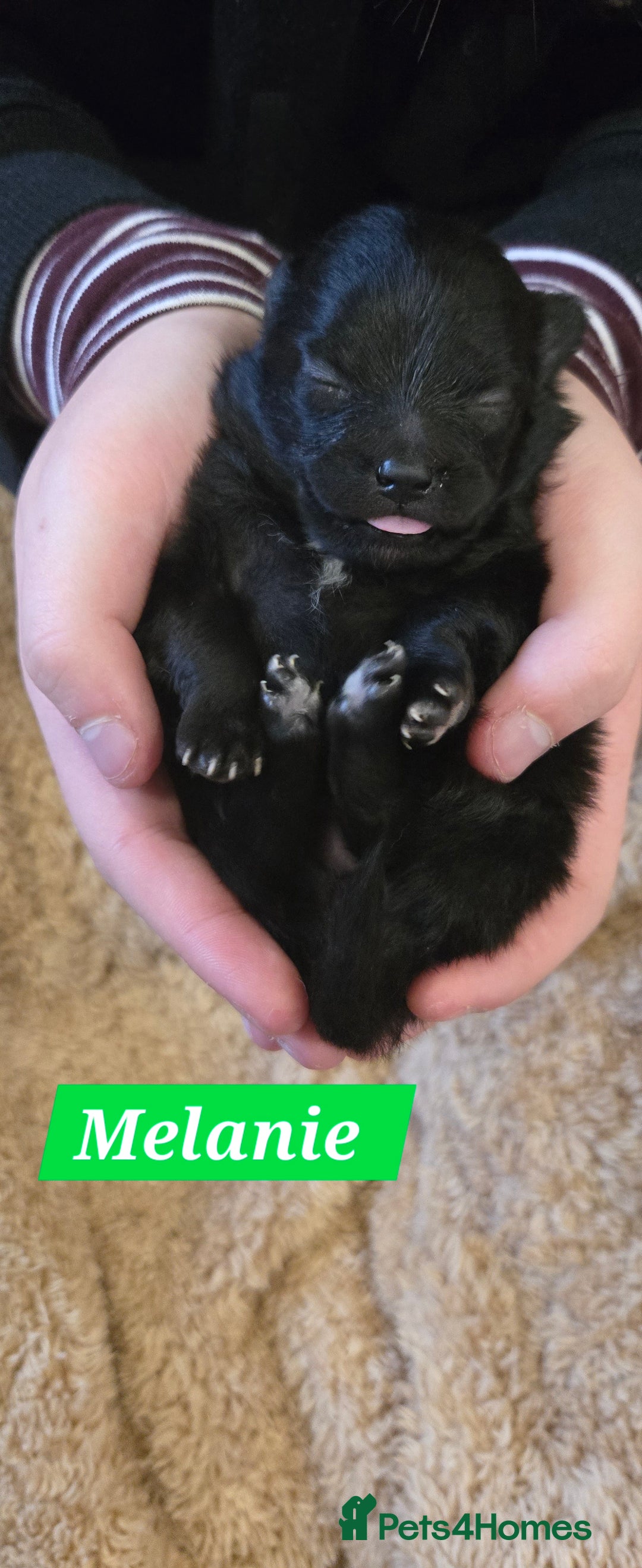 Pomeranian dogs for sale: Pretty Pomeranians  - Advert 24