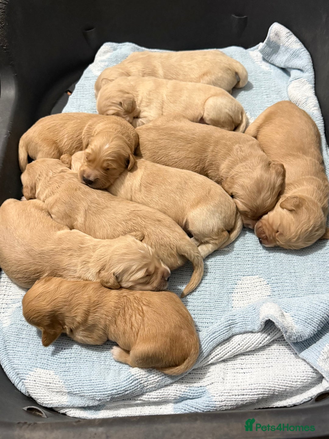 Golden Retriever dogs for sale: KC Golden Retriever Puppies - The Stranger Gang  - Advert 17