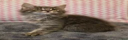 Maine Coon cats for sale: Gorgeous, sociable maine coon kittens  - Advert 5
