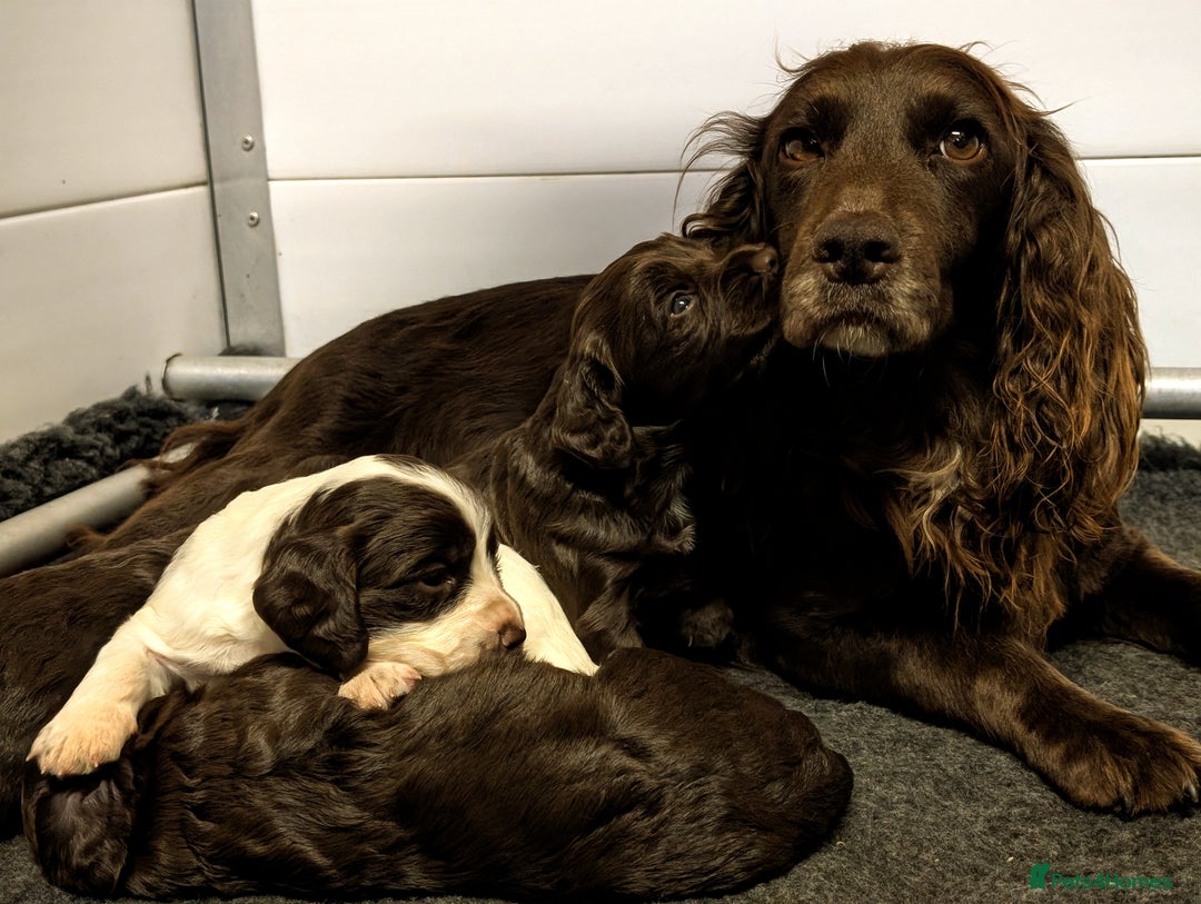 Cocker Spaniel dogs for sale: Kennel Club Registered Cocker Spaniel Puppies  - Image 11