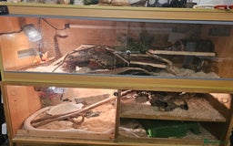 Corn Snake reptiles for sale: Snow corn and viv - Image 6