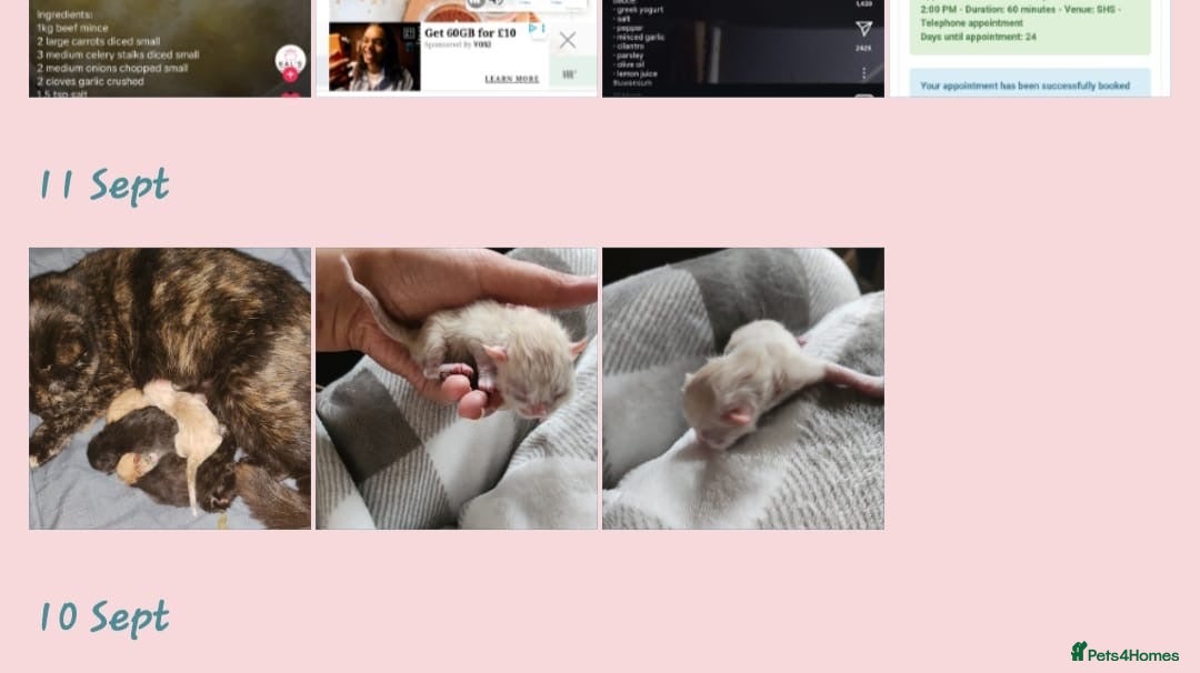 Persian cats for sale: ✨ 10-Week-Old Persian X Kitten ✨ - Advert 3