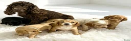 Cocker Spaniel dogs for sale: Adorable working cocker spaniels  - Advert 13