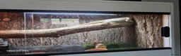 Bearded Dragon reptiles for sale: Bearded dragon with full setup  - Advert 5