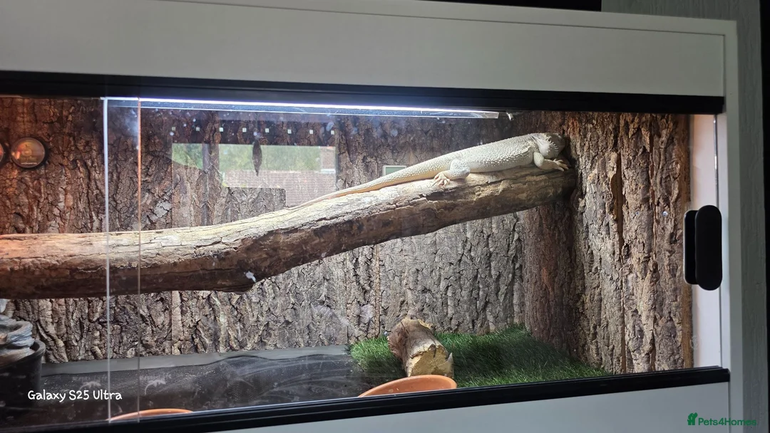 Bearded Dragon reptiles for sale: Bearded dragon with full setup  - Advert 5
