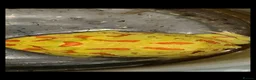 Frog reptiles for sale: Pac-Man Frogs cb26  - Advert 3
