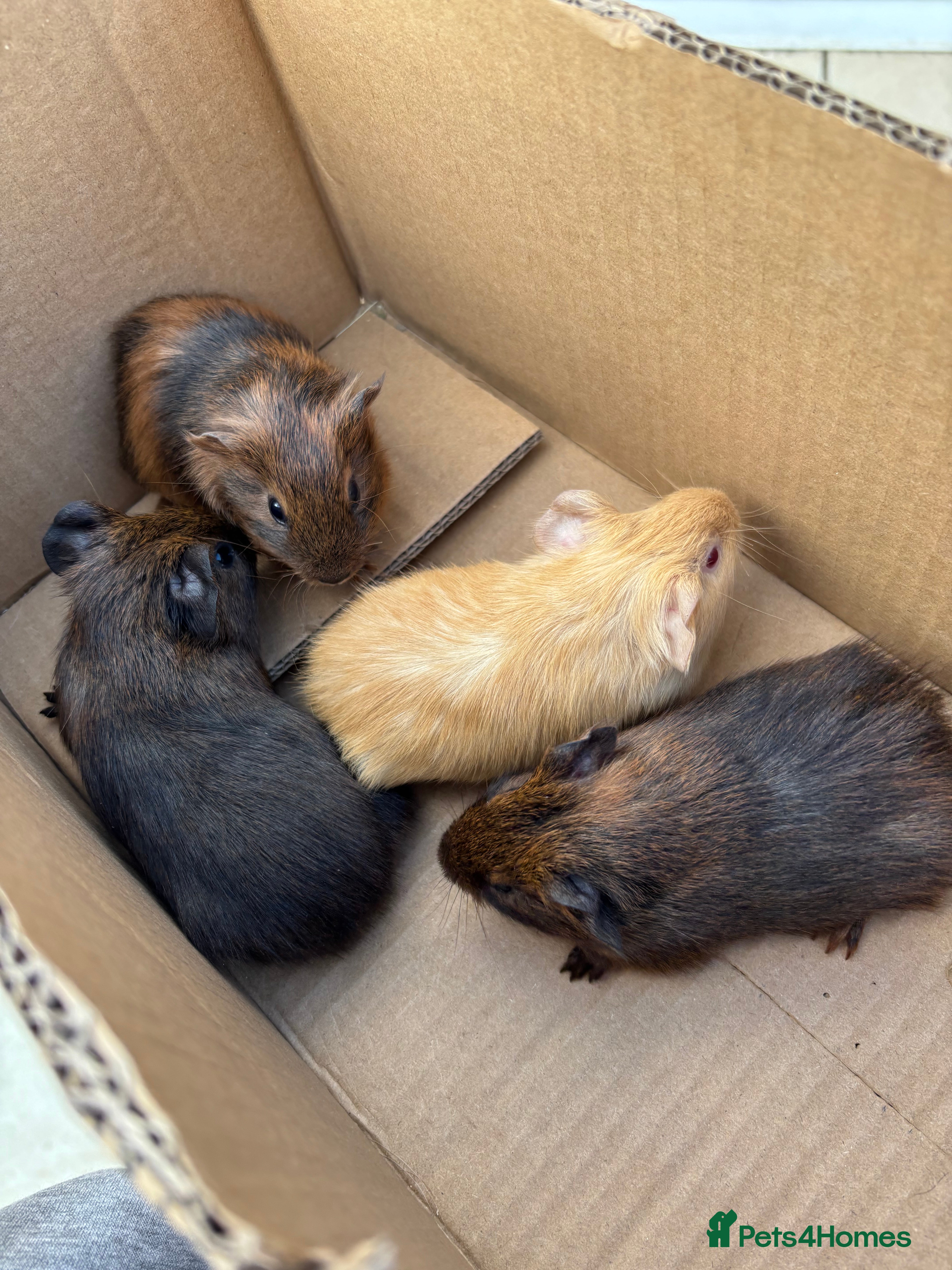 Guinea Pig rodents Baby guinea pigs for sale  - Advert 10