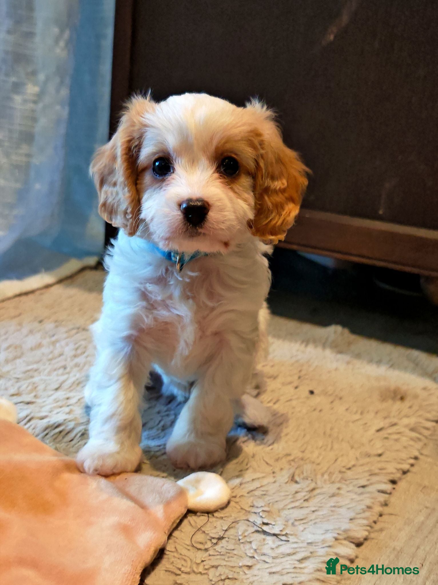Cavapoo dogs Home breed cavapoo F1/DNA tested parents - Advert 2