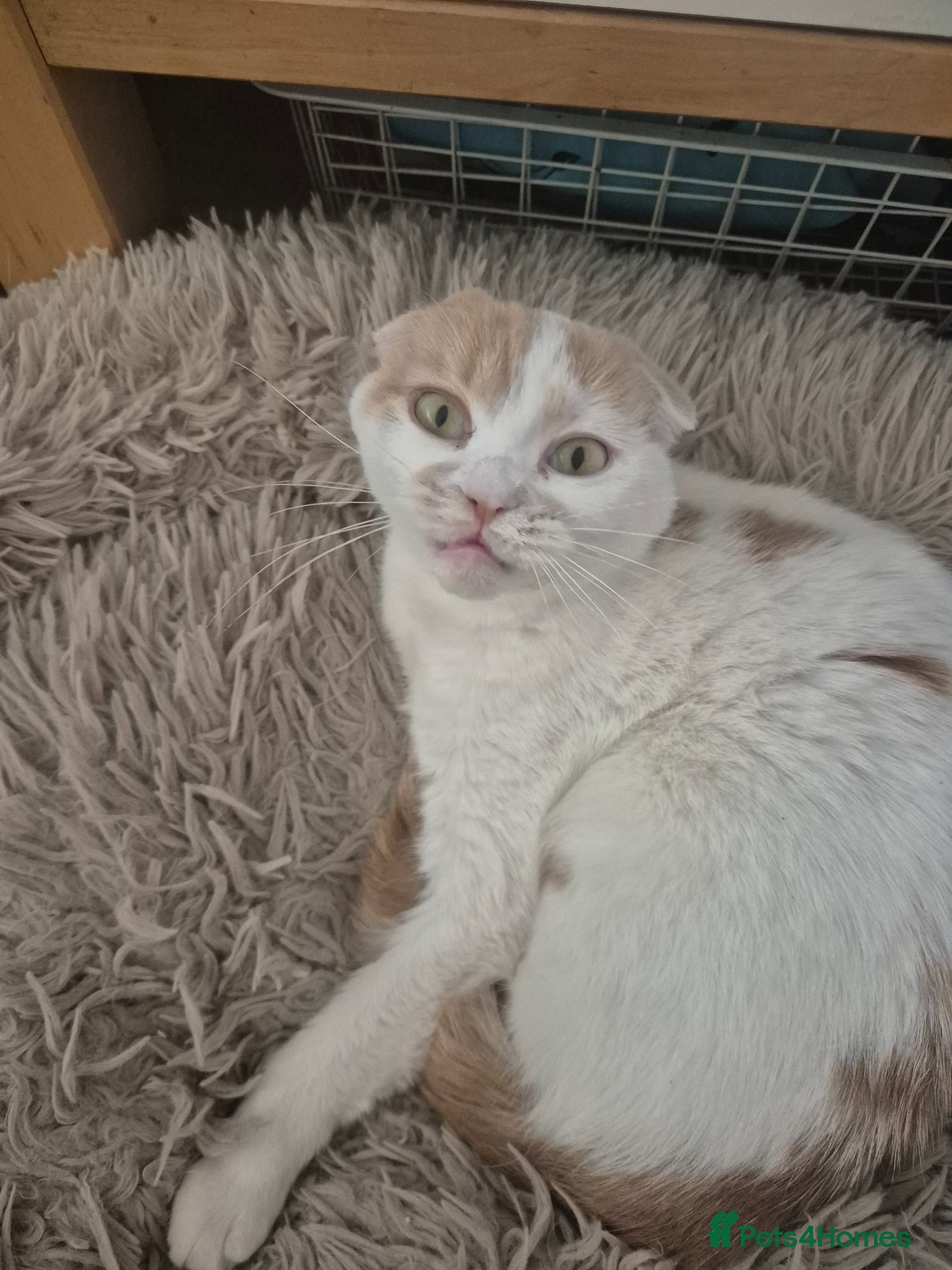 Mixed Breed cats Scottish fold/ Sphinx mix - Advert 1