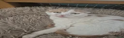 Mixed Breed cats for sale: Scottish fold/ Sphinx mix - Advert 1