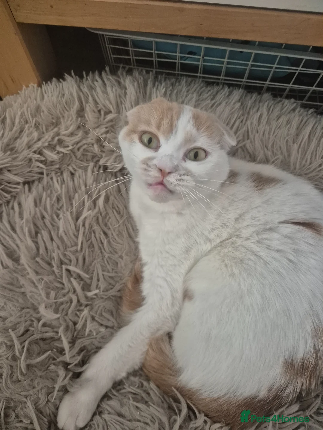 Mixed Breed cats for sale: Scottish fold/ Sphinx mix - Advert 1