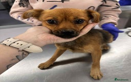 Mixed Breed dogs for adoption: Rose for adoption - Image 3