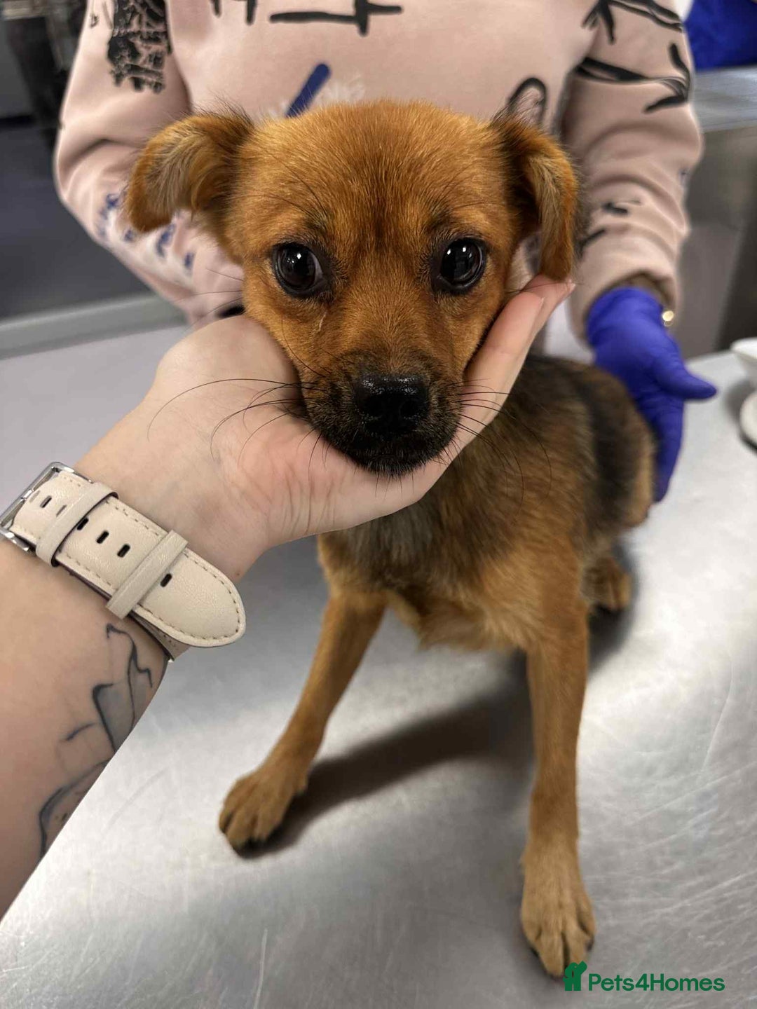 Mixed Breed dogs for adoption: Rose for adoption - Image 3