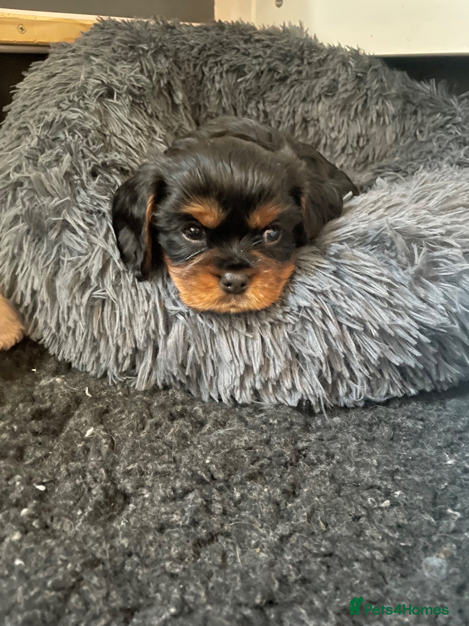 Cavalier King Charles Spaniel dogs King Charles cavalier babies  - Advert 2