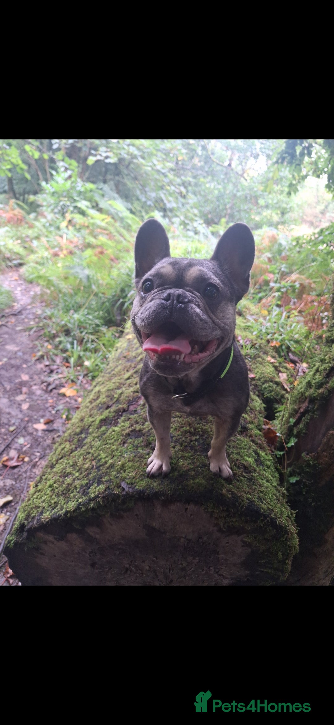 French Bulldog dogs Nala ❤️ - Advert 2