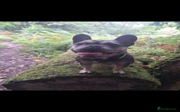 French Bulldog dogs for sale: Nala ❤️ - Image 1