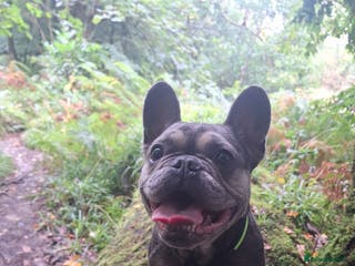 French Bulldog dogs Nala ❤️ - Advert 21