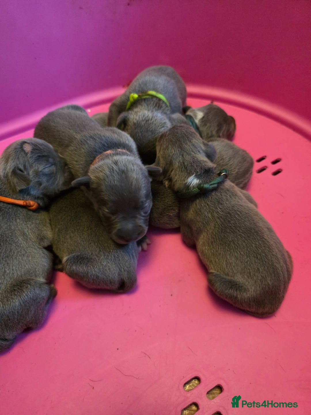 Staffordshire Bull Terrier dogs for sale: Staffy puppys  - Image 9