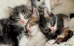Siberian cats for sale: Adorable Siberian Forest Mix Kittens - Image 15