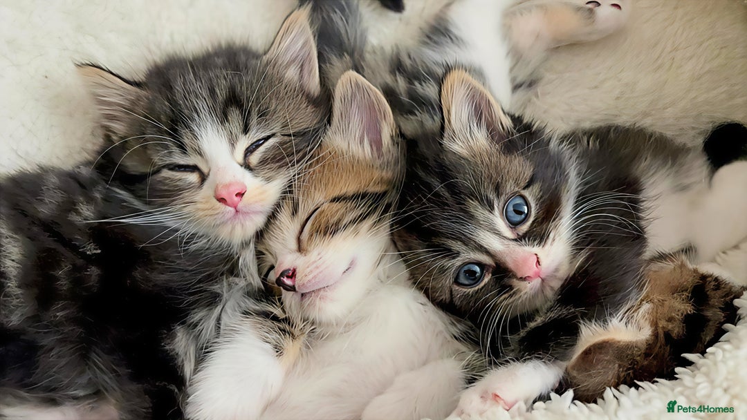 Siberian cats for sale: Adorable Siberian Forest Mix Kittens - Image 15