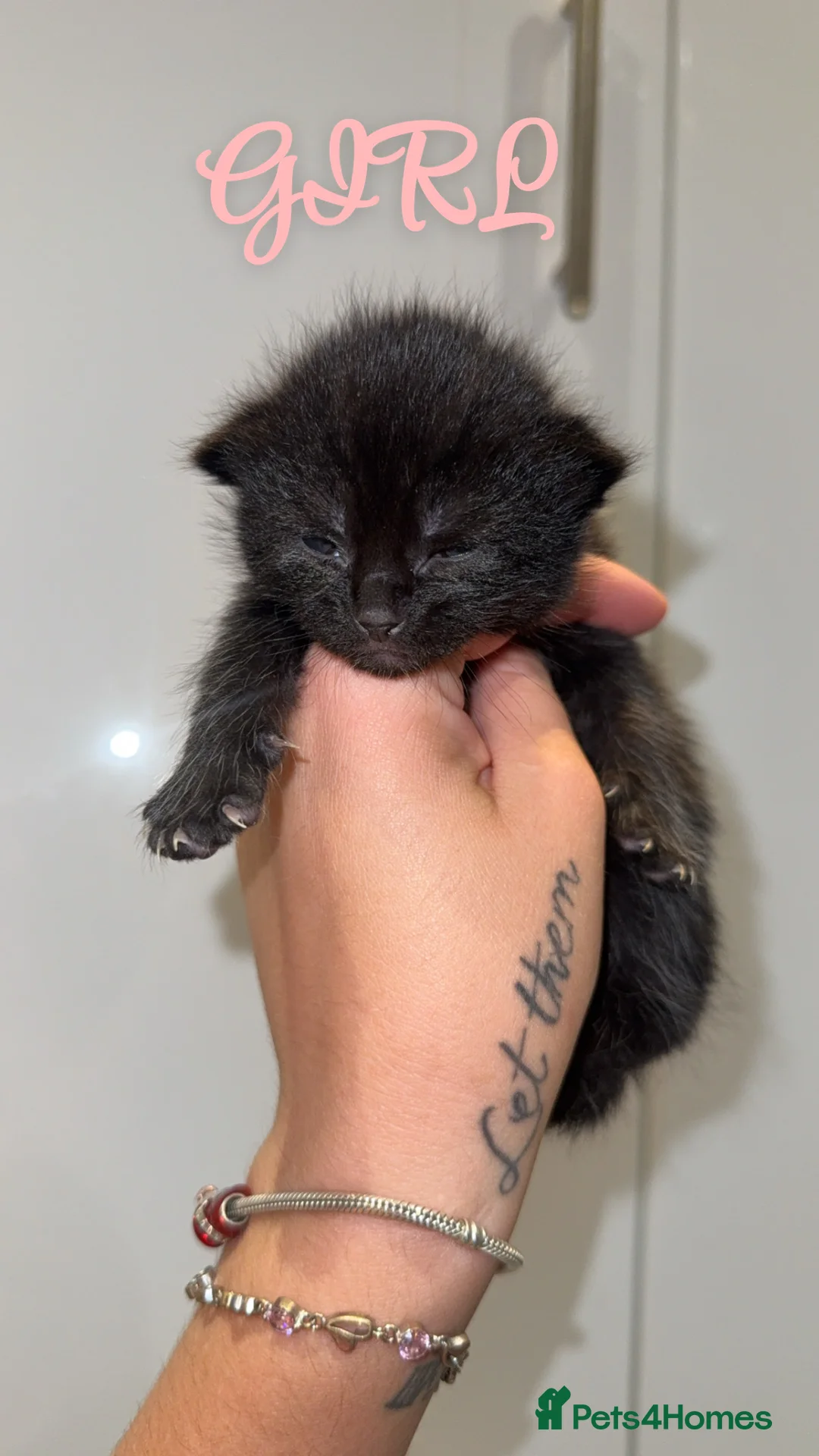 Mixed Breed cats for sale: 6 Beautiful Kittens  - Advert 2
