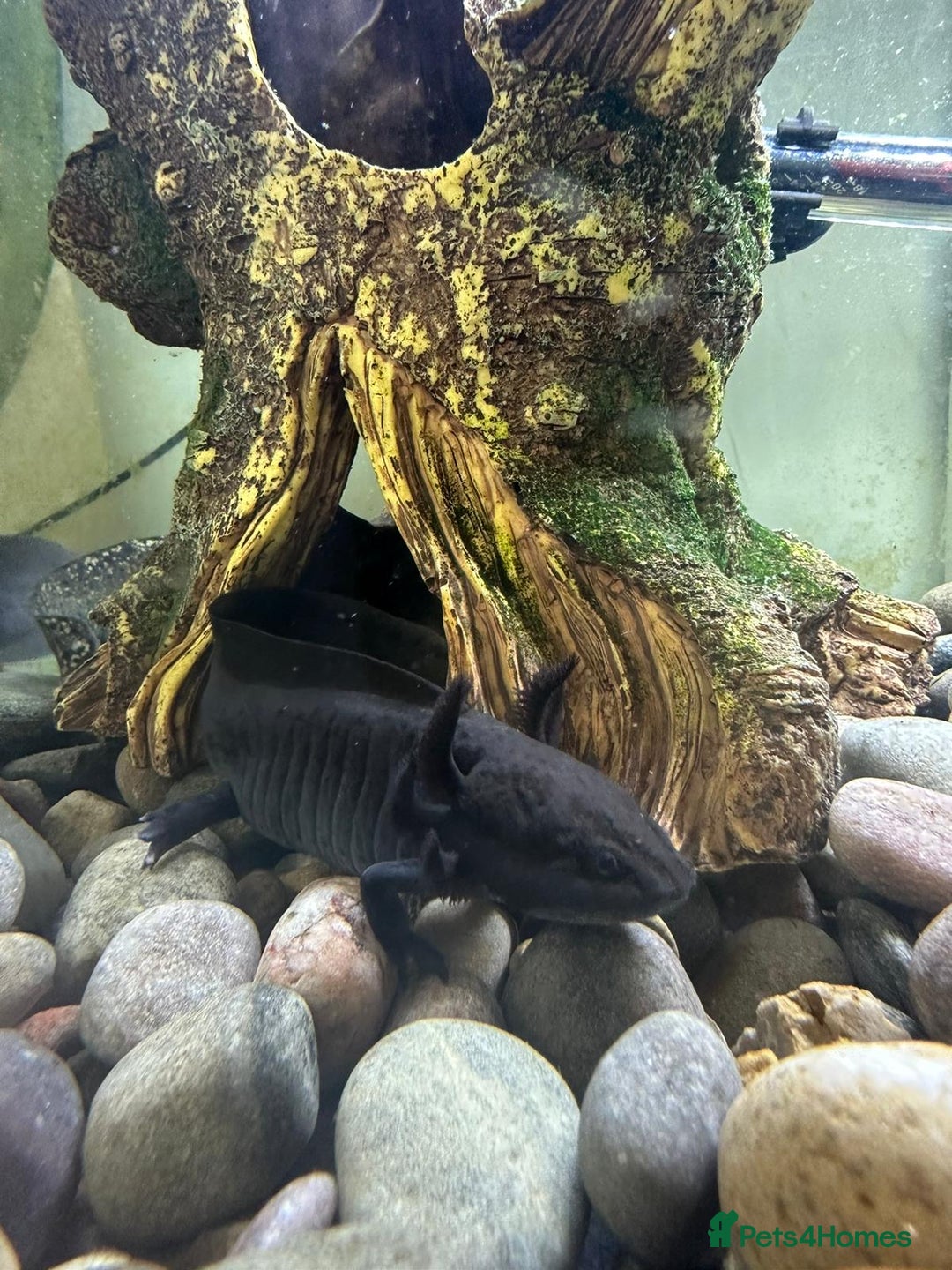 Axolotl reptiles for sale: Axolotl in Hunstanton - Image 6