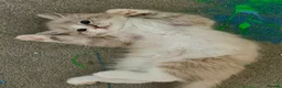 Ragdoll cats for sale: 3 tica reg ragdolls  - Advert 3