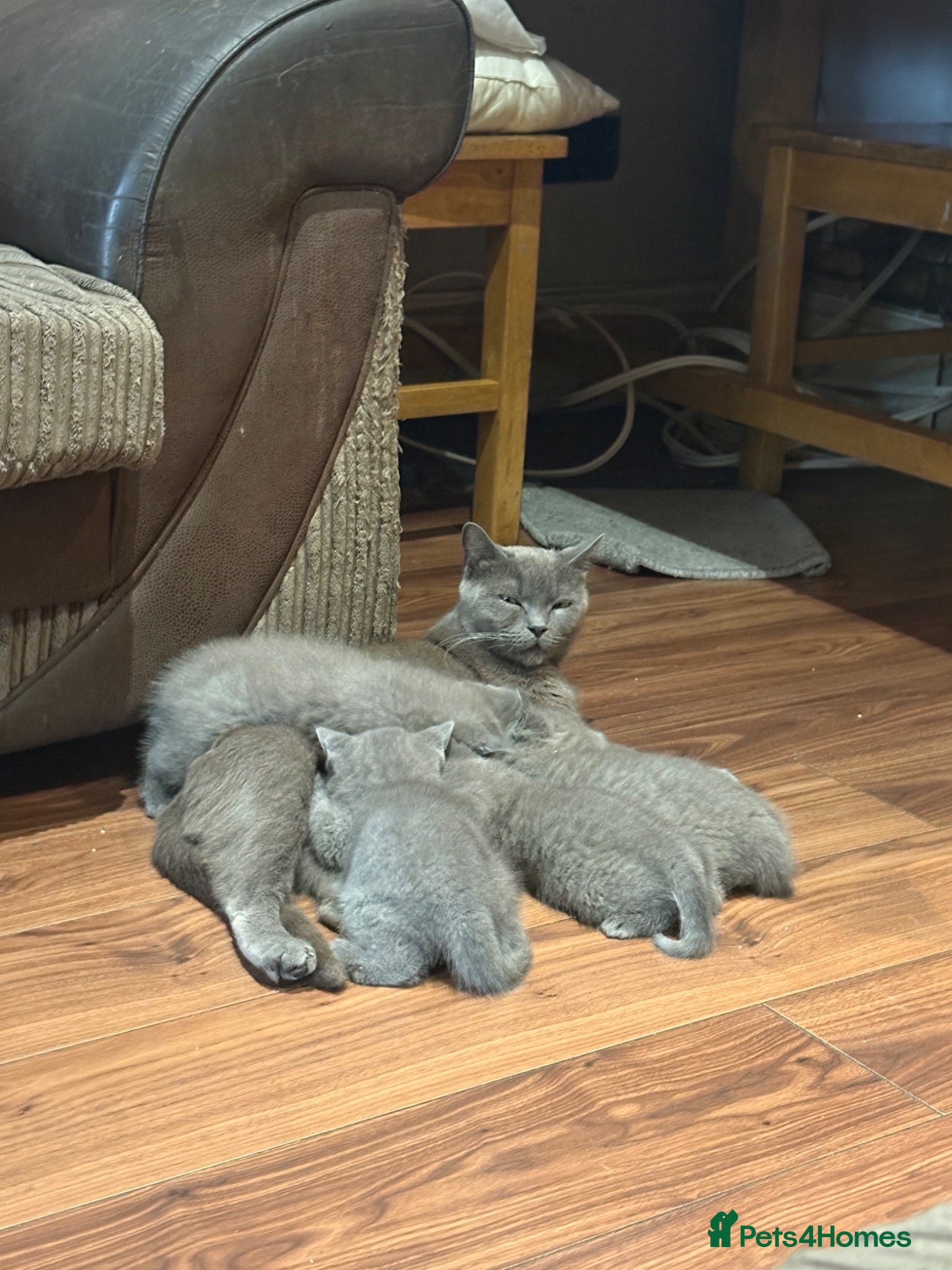British Shorthair cats British Shorthair kittens  - Advert 1