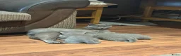 British Shorthair cats for sale: British Shorthair kittens  - Advert 1