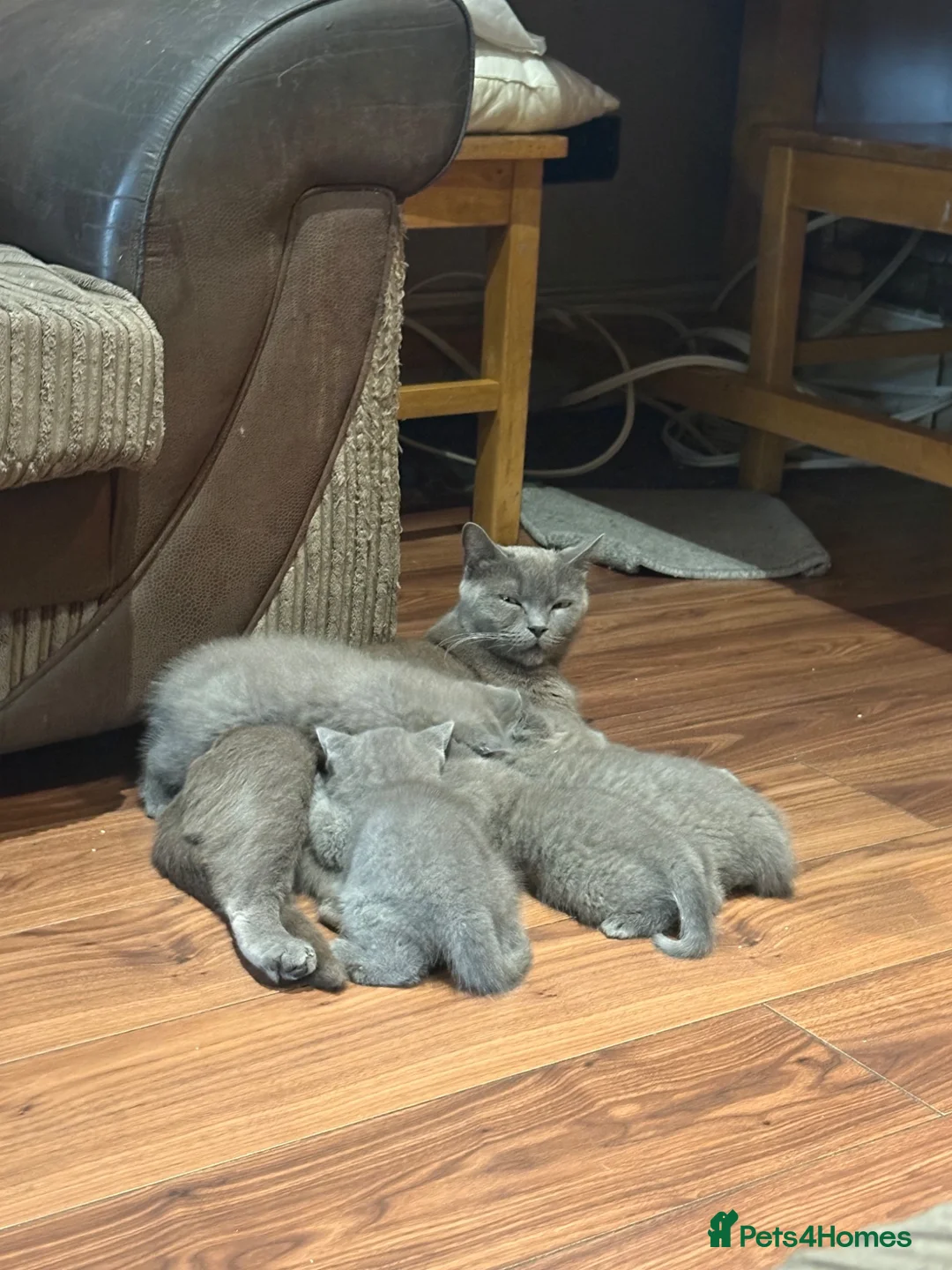 British Shorthair cats for sale: British Shorthair kittens  - Advert 1