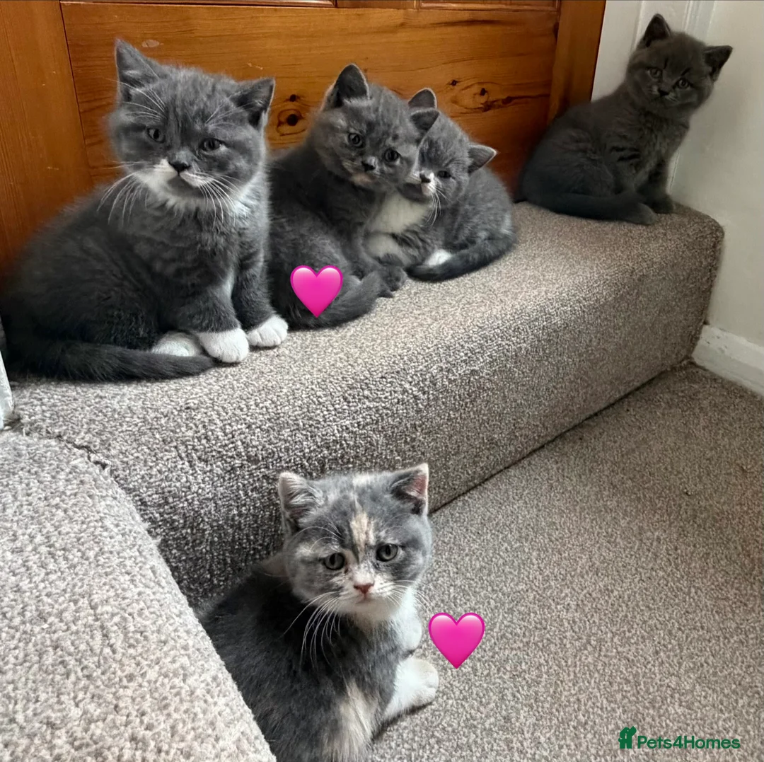British Shorthair cats for sale: British shorthair kittens for sale  - Advert 1